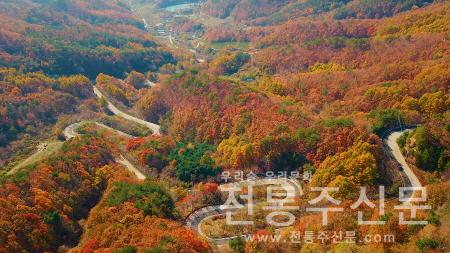 충북 영동군 도마령, 가을로 물들며 자태 뽐내.jpg