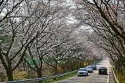옥천군 '제22회 구읍 봄꽃축제' 4월 5일부터 2일간 개최